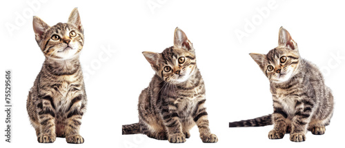 A cute domestic short-haired kitten with striking striped markings gazing upwards with a look of curiosity