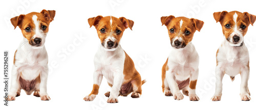 A quadruple image set showing a brown and white dog in different poses against a clean white background, perfect for versatile uses