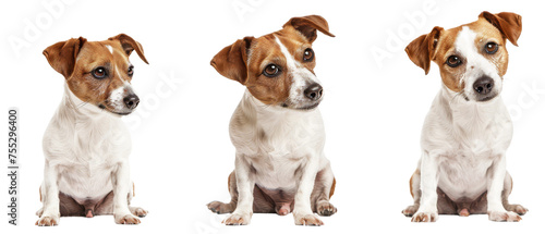 A Jack Russell Terrier with keen eyes and a sharp expression poses against a stark white background