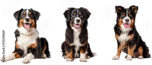 Three images showing an Australian Shepherd dog in different poses, showcasing its tricolor coat and friendly demeanor © Daniel