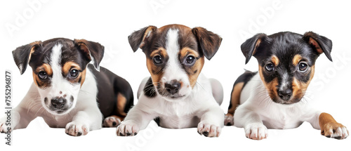 Three playful puppies in varied poses lying on their bellies against a white backdrop