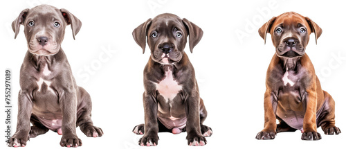 Identical Pitbull dogs sitting with cardboard blocks covering their faces representing loss of identity and uniformity