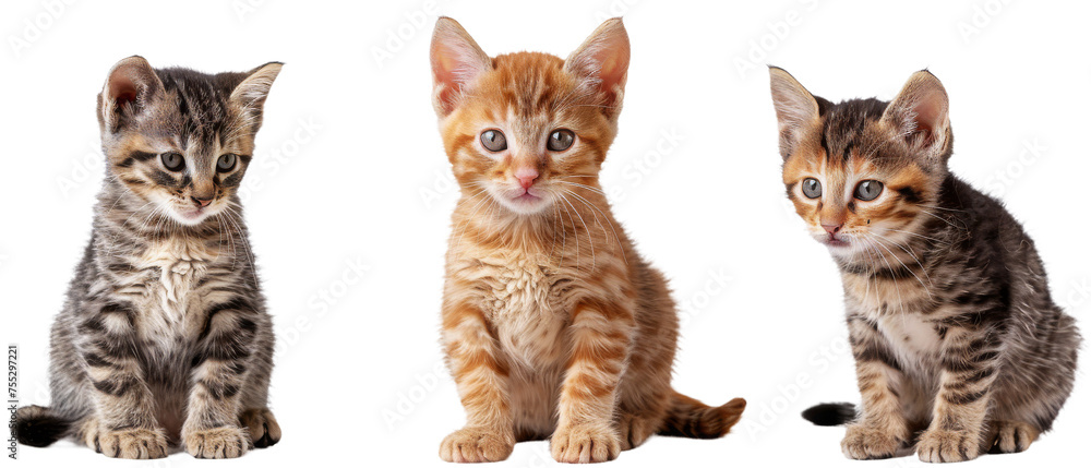 Trio of tabby kittens gazing with interest and displaying varied patterns and colors of fur Trio of tabby kittens gazing with interest and displaying varied patterns and colors of fur