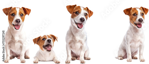 A Jack Russell Terrier shows off its playful and cheerful demeanor in different stances, perfectly isolated on a white backdrop
