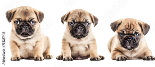 A trio of pug puppies with big, soulful eyes sitting on white background, showing cuteness and innocence