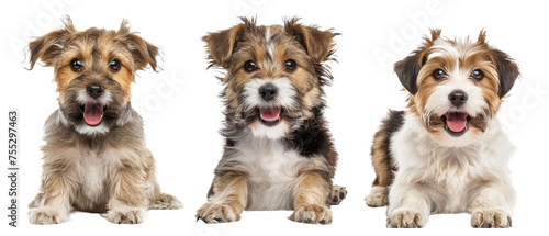 Three terrier puppies smiling and playing, one with a blank sign, evoke happiness and carefree attitude on white © Daniel