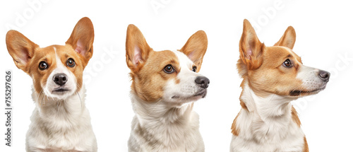 Set of three photographs featuring a tan and white Corgi looking in different directions against a white background © Daniel