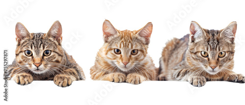 A captivating image showcasing three different tabby kittens attentively peering towards the viewer, their eyes full of curiosity and playfulness