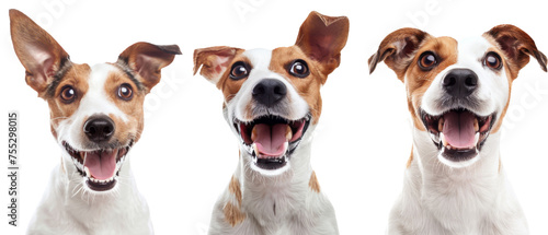 The image features three happy, excited mixed breed dogs against a white background with open mouths and bright eyes