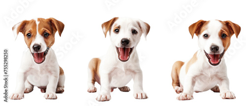 Trio of adorable puppies captured in a sequence of playful poses against a clean white background, ideal for pet-related content