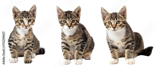 A cute tabby kitten with striking markings and bright eyes standing against a white backdrop, looking straight ahead