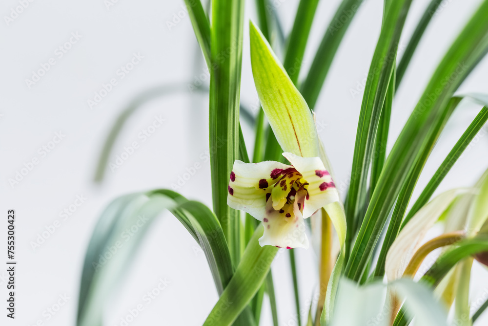 Fototapeta premium spring orchid closeup