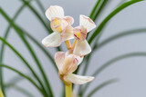 beautiful orchids closeup