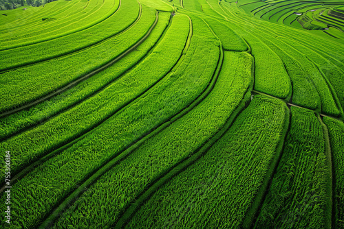 Aerial view of a green paddy field © grey