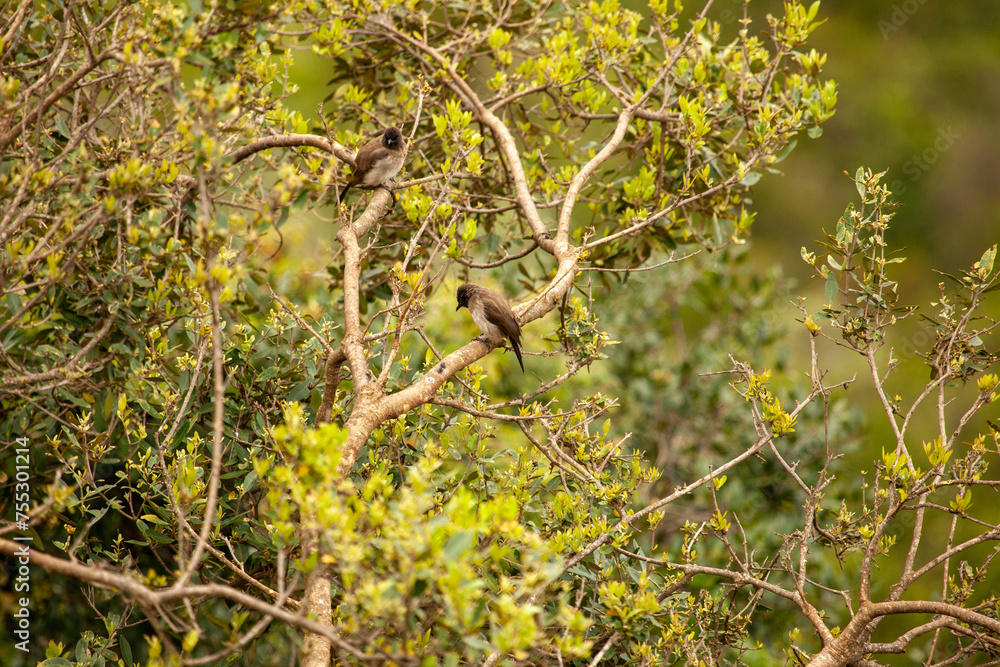 Two birds are perched on a tree branch Two birds are perched on a tree branch