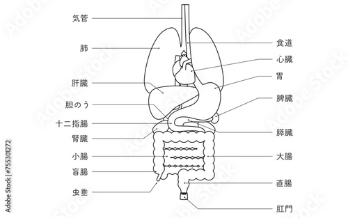人体の構造図、内臓（臓器）のみのイラスト　白黒の線画