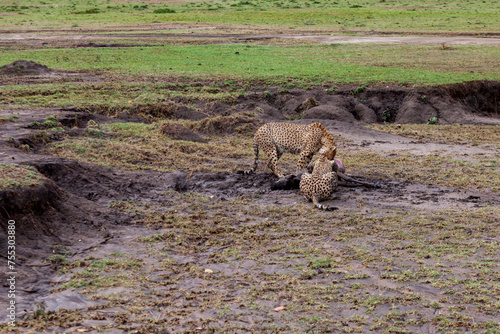 Maasai Mara National Reserve, Narok, Kenya