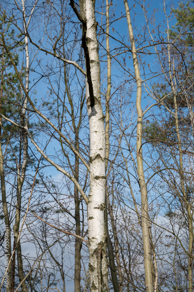 Fototapeta premium Birch tree trunk. Betula Tree bark close up. Detail.