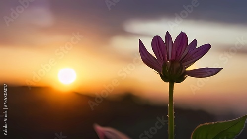 pink lotus flower © adop