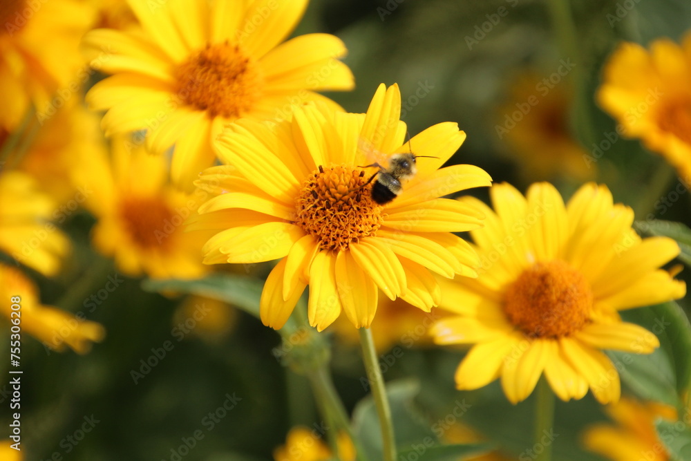 bee on yellow flower, U of A Botanic Gardens, Devon, Alberta bee on yellow flower, U of A Botanic Gardens, Devon, Alberta