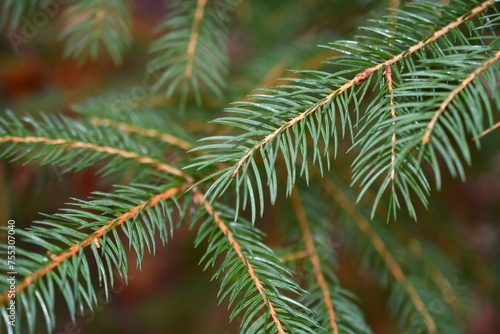close up of pine needles