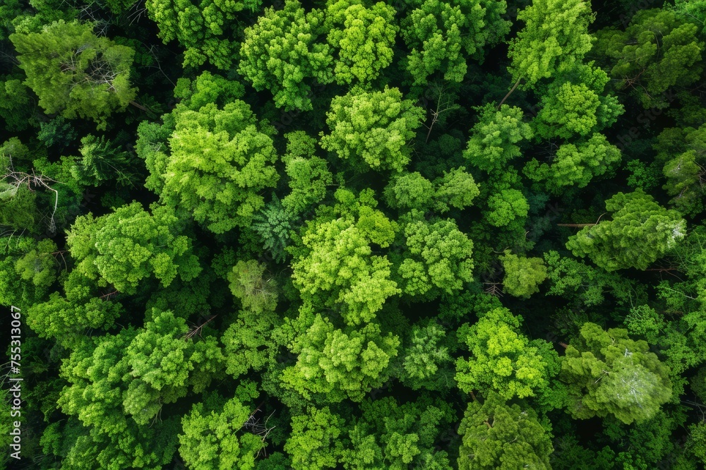 Lush shade trees aerial view summer Lush shade trees aerial view summer
