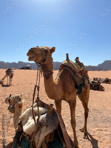 Camel in Wadi Rum