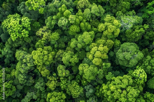 Lush shade trees aerial view summer © wpw