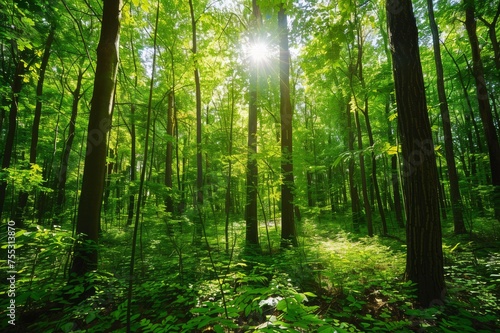 Lush green forest with sunlight filtering through the trees, vibrant ecosystem, nature landscape. © wpw