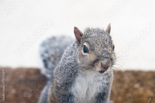 Eastern Gray Squirrel Portrait, Selective Focus