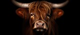 A close up view of a brown Highland cattle, a domesticated cow belonging to the Bos taurus taurus breed, with long horns protruding from its head. The animal is isolated on a black background and