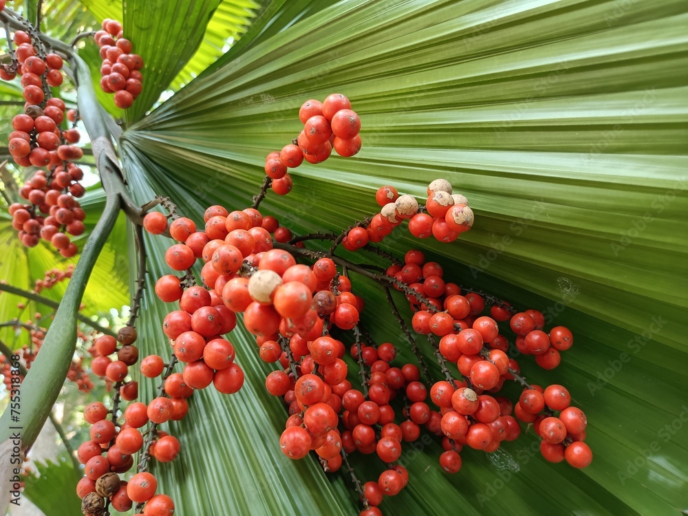 Tropical tree, ripe ruffled fan palm fruit Tropical tree, ripe ruffled fan palm fruit