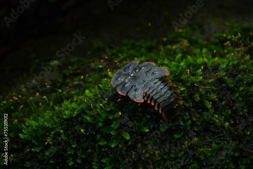 close up shot of prehistoric trilobite beetle, copper tip trilobite beetle platerodrilus ruficollis, found on green moss over forest floor in West Java Indonesia photo