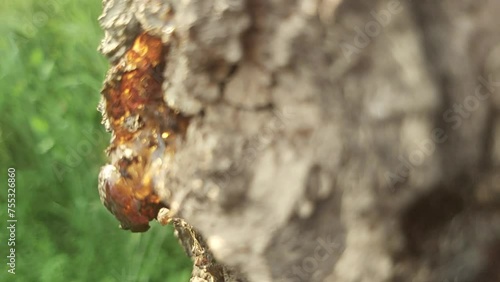 Tree cell sap flowing out of tree bark  photo