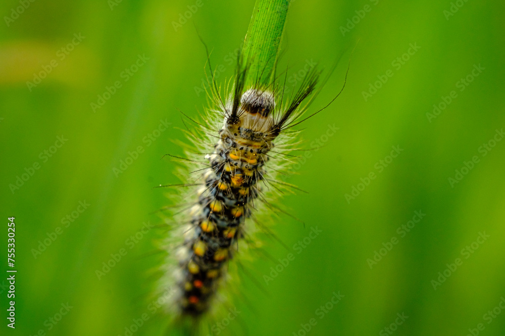 A caterpillar perched on a green leaf A caterpillar perched on a green leaf