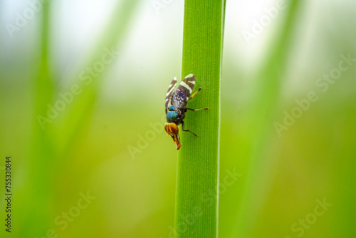 cherry fruit fly perched on a leaf in the middle of the forest 