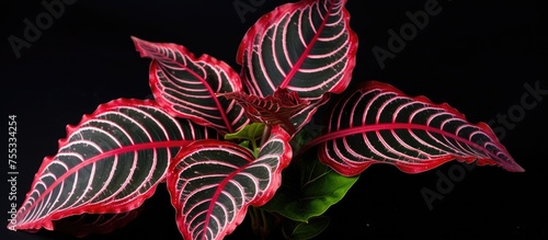A detailed view of the leaf of an exotic Maranta Leuconeura Fascinator plant, showcasing vibrant red stripes against a black background. The intricate patterns and textures of the plant are