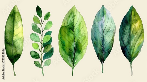 Leaves  flowers  plants  botany  beautiful  watercolor  white background.
