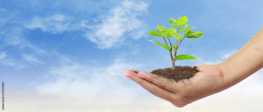 Hand plant trees for sustainability Hand plant trees for sustainability