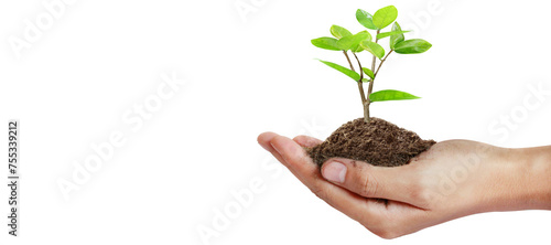 Hand plant trees for sustainability