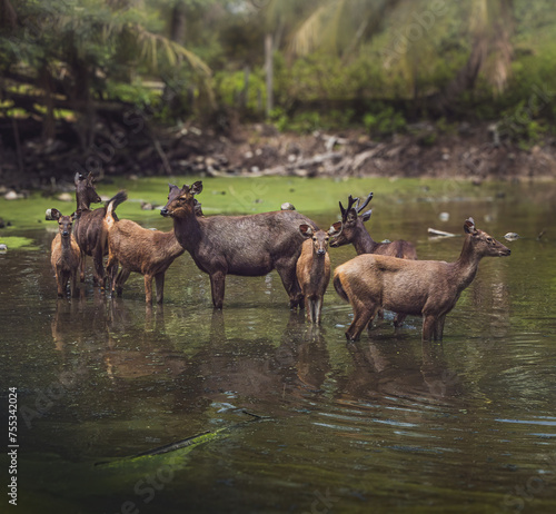 a group of Sambar deer in the river on a sunny day