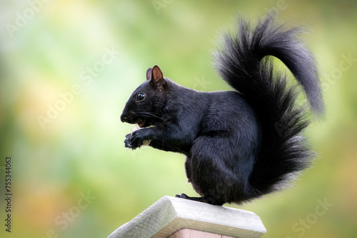 Fotografie Black squirrel eating nut