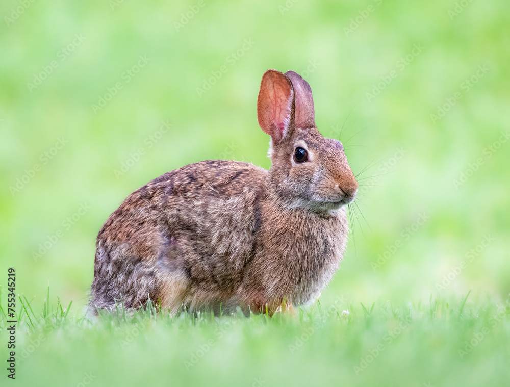 wild rabbit in the middle of a meadow wild rabbit in the middle of a meadow