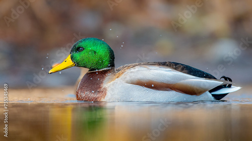 Photos Male mallard duck on the water