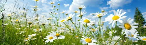 Field of daisies on a background of blue sky with clouds. Web banner