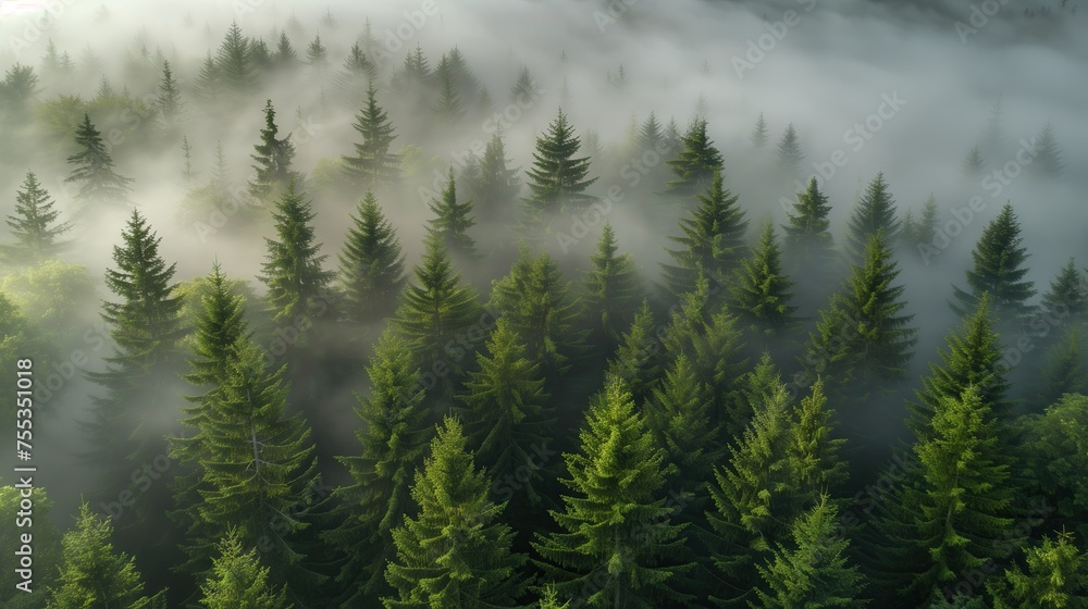 Fototapeta premium evergreen forest view from overhead, fog rolling in