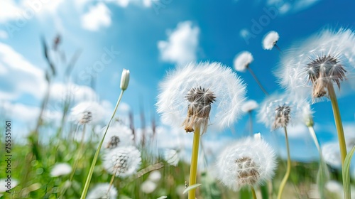 White dandelion on green meadow and blue sky with clouds