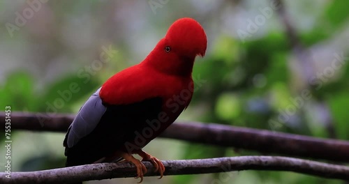 The Andean Cock-of-the-rock, known as 