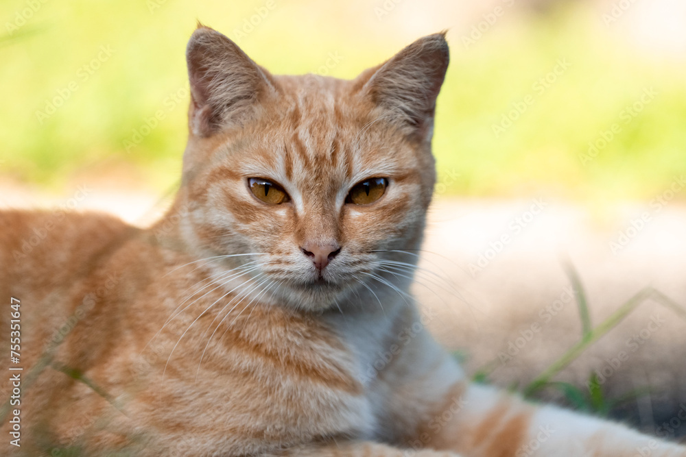 Orange Tabby Cat Headshot