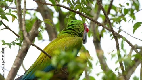 Great green macaw (Ara ambiguus), military macaw (Ara militaris) perched on tree branch amidst the forest habitat, looking afar, close up shot of a critically endangered bird species. photo